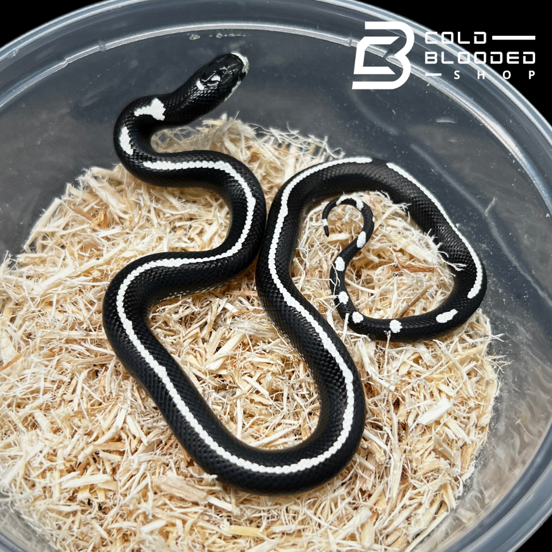 Baby Striped California Kingsnakes - Lampropeltis californiae