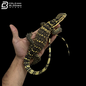 Sumbawa Water Monitor - Varanus Salvator