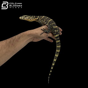 Sumbawa Water Monitor - Varanus Salvator