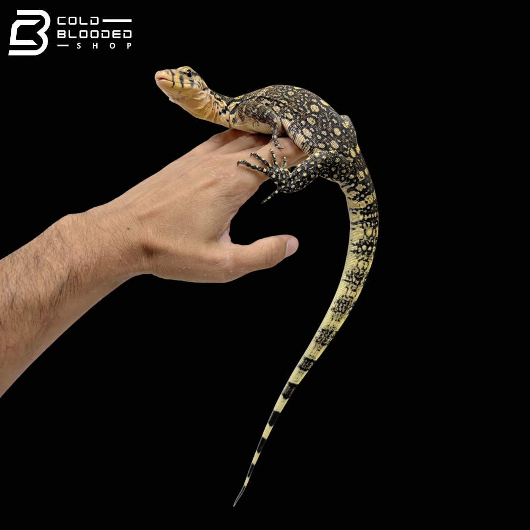 Sumbawa Water Monitor - Varanus Salvator