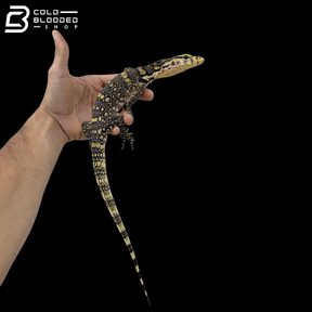 Sumbawa Water Monitor - Varanus Salvator