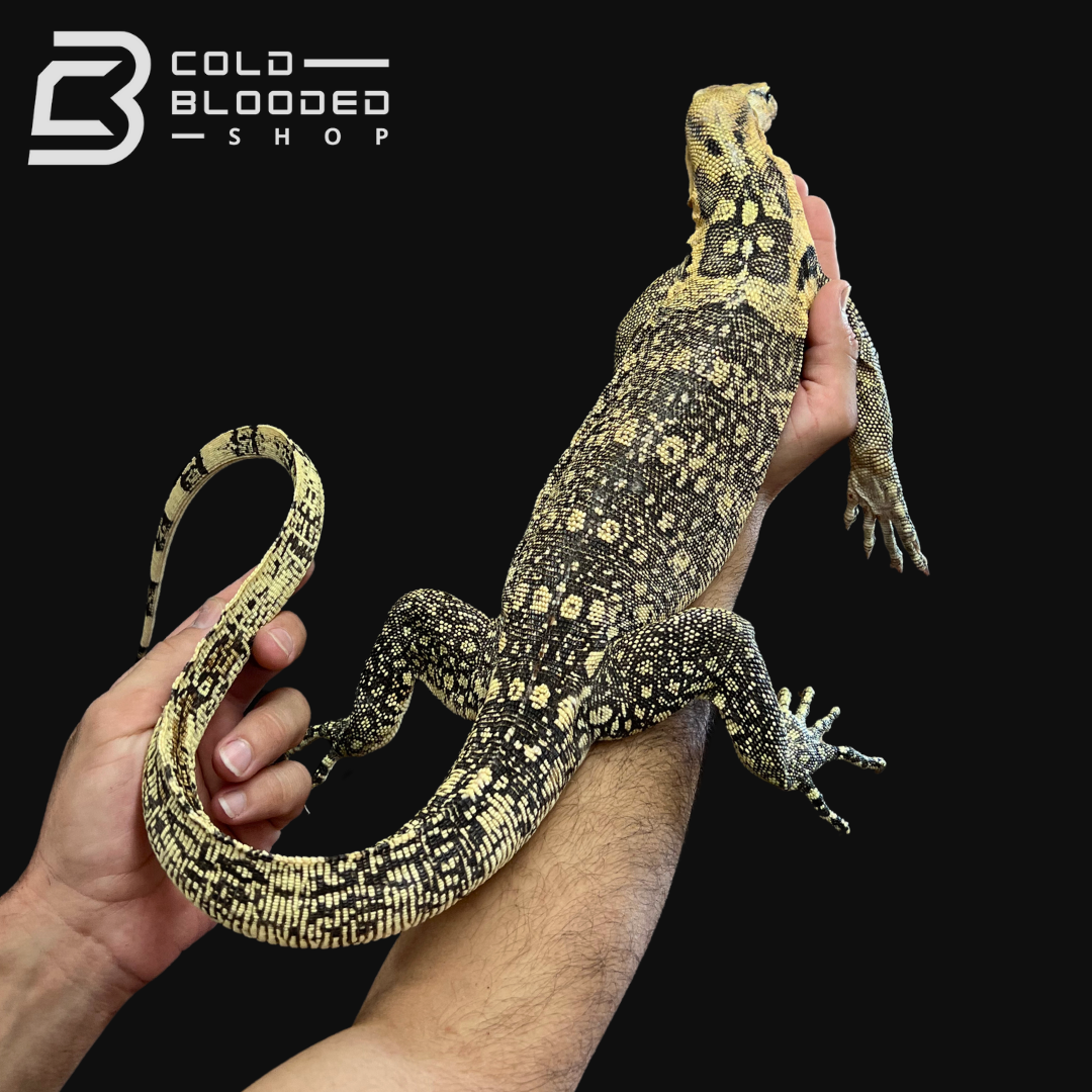 Sub-Adult Female Sumbawa Water Monitor - Varanus salvator - Cold Blooded Shop