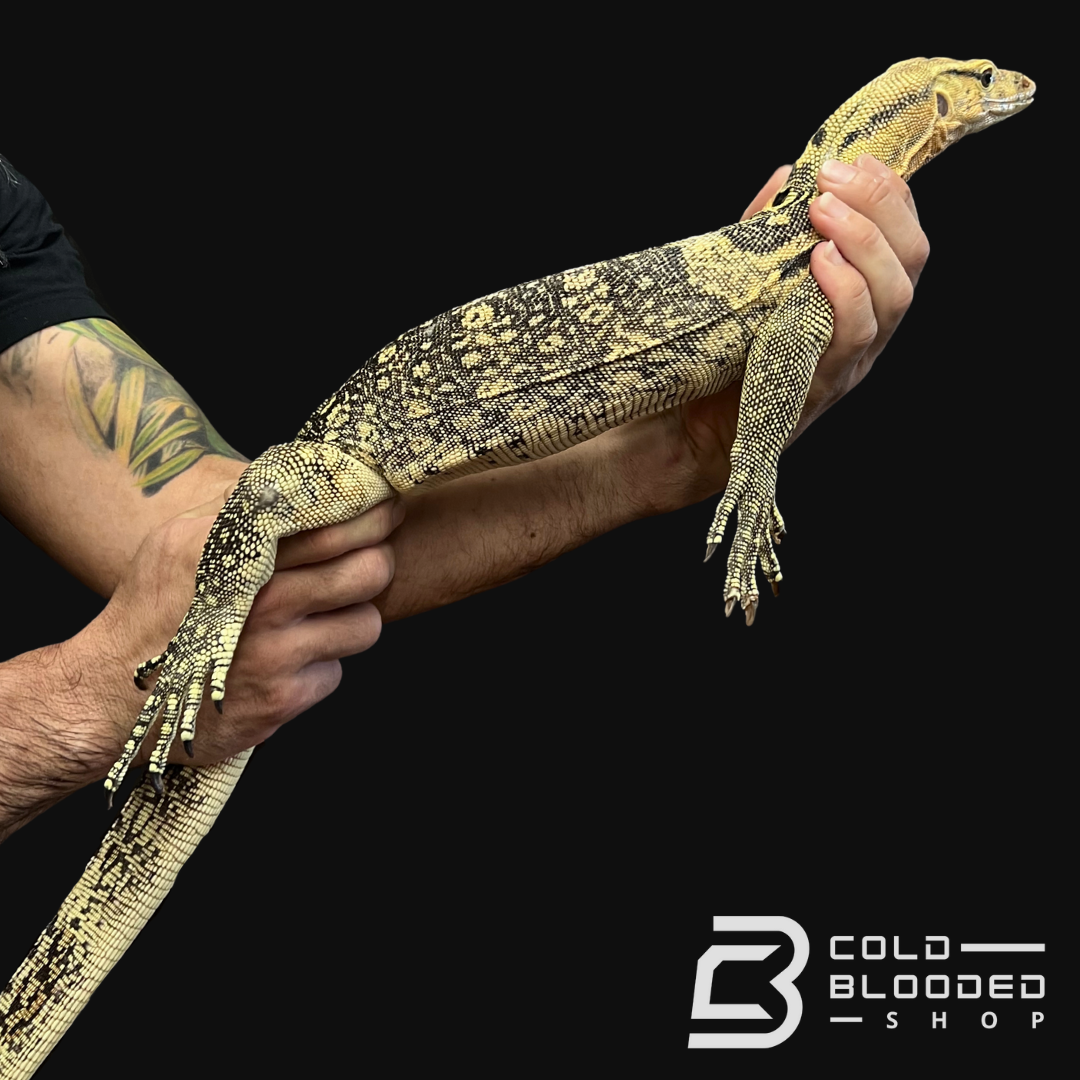 Sub-Adult Female Sumbawa Water Monitor - Varanus salvator - Cold Blooded Shop