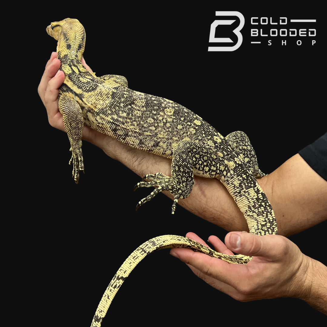 Sub-Adult Female Sumbawa Water Monitor - Varanus salvator - Cold Blooded Shop