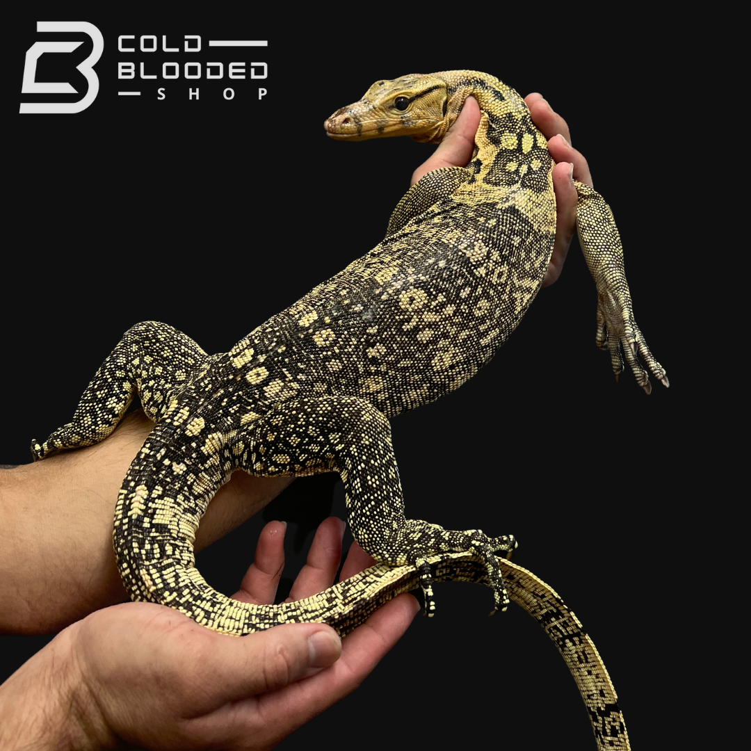 Sub-Adult Female Sumbawa Water Monitor - Varanus salvator - Cold Blooded Shop