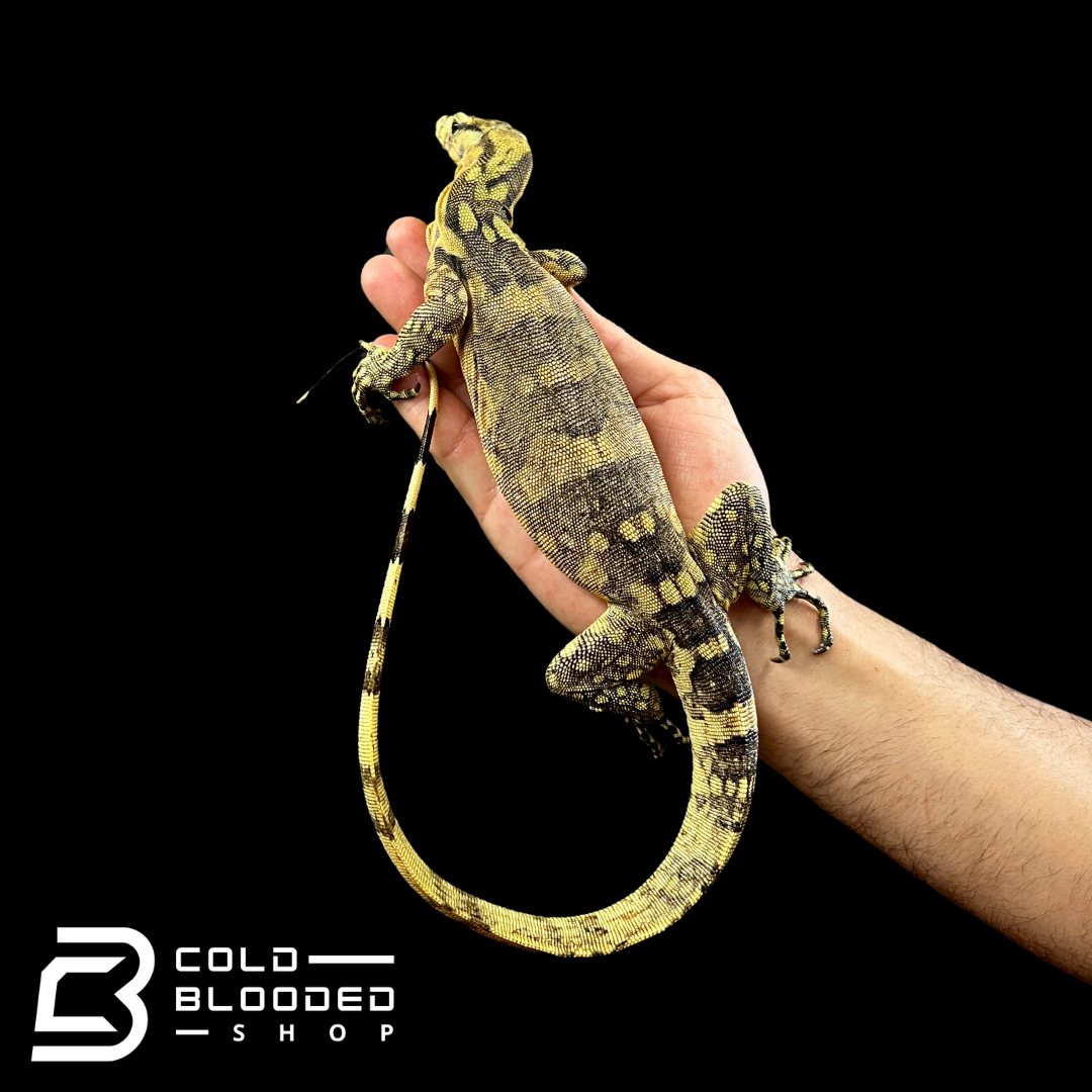 Juvenile Hypo Sumbawa Water Monitor - Varanus salvator