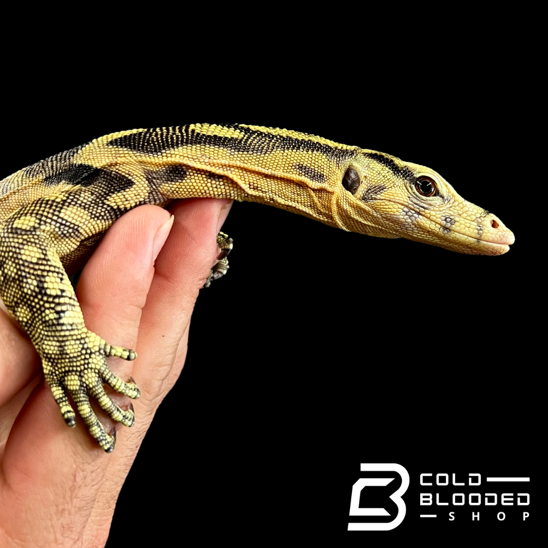 Juvenile Hypo Sumbawa Water Monitor - Varanus salvator