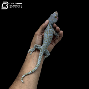 Adult Super Granite Tokay Gecko - Gekko gecko