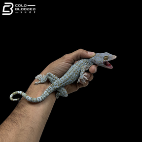 Adult Super Granite Tokay Gecko - Gekko gecko