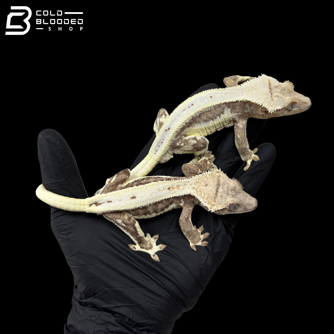 5 Adult Lilly White Crested Geckos