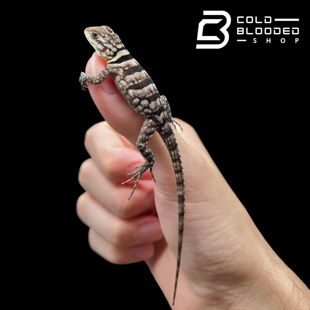 Baby Madagascar Collared Iguana - Oplurus cuvieri - Cold Blooded Shop
