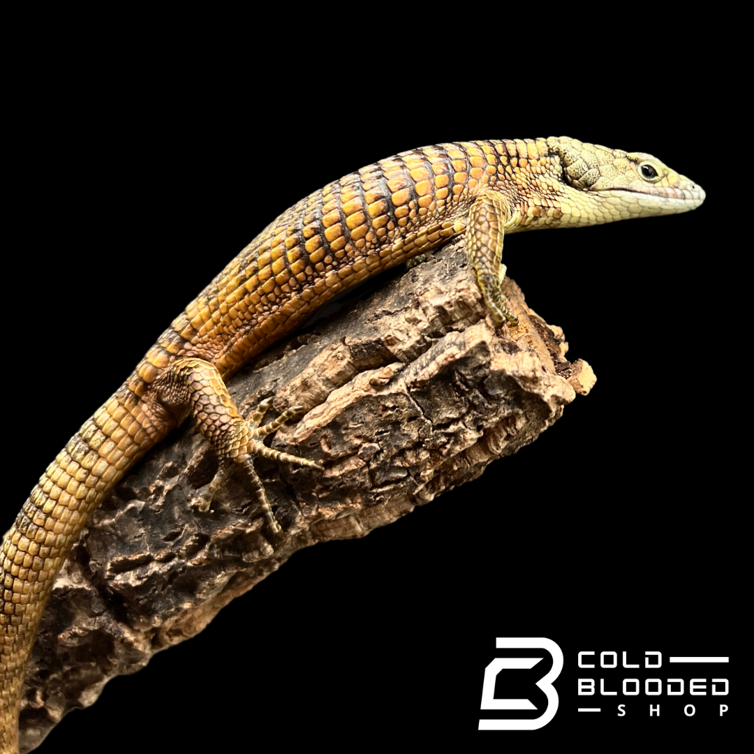 Mexican Alligator Lizard - Abronia taeniata #7