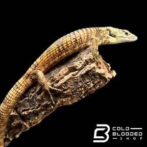 Mexican Alligator Lizard - Abronia taeniata #7