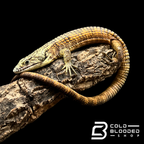 Mexican Alligator Lizard - Abronia taeniata #7