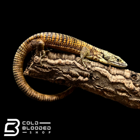 Mexican Alligator Lizard - Abronia taeniata #7
