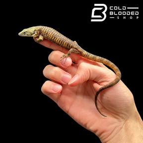 Mexican Alligator Lizard - Abronia taeniata #7