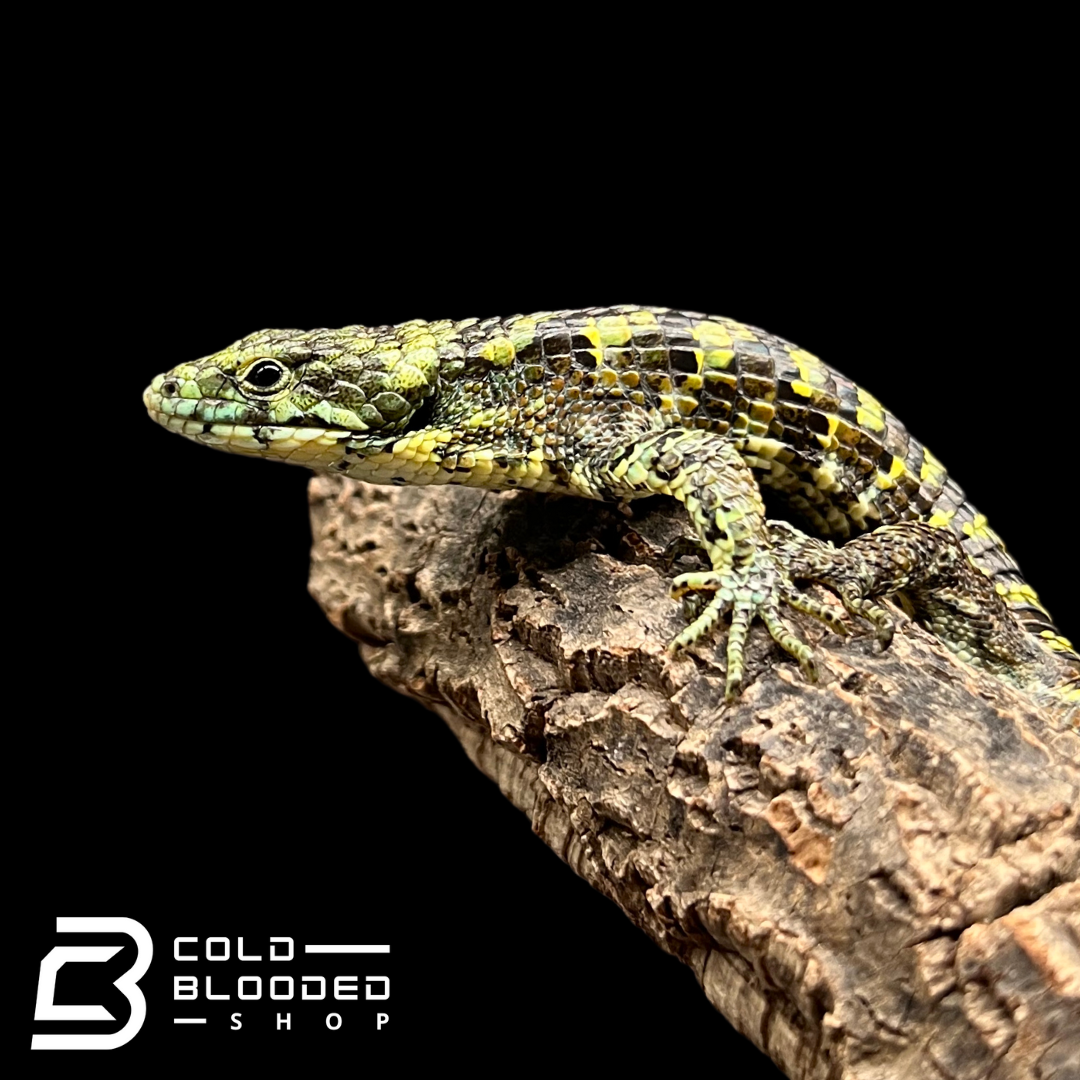 Mexican Alligator Lizard - Abronia taeniata #8