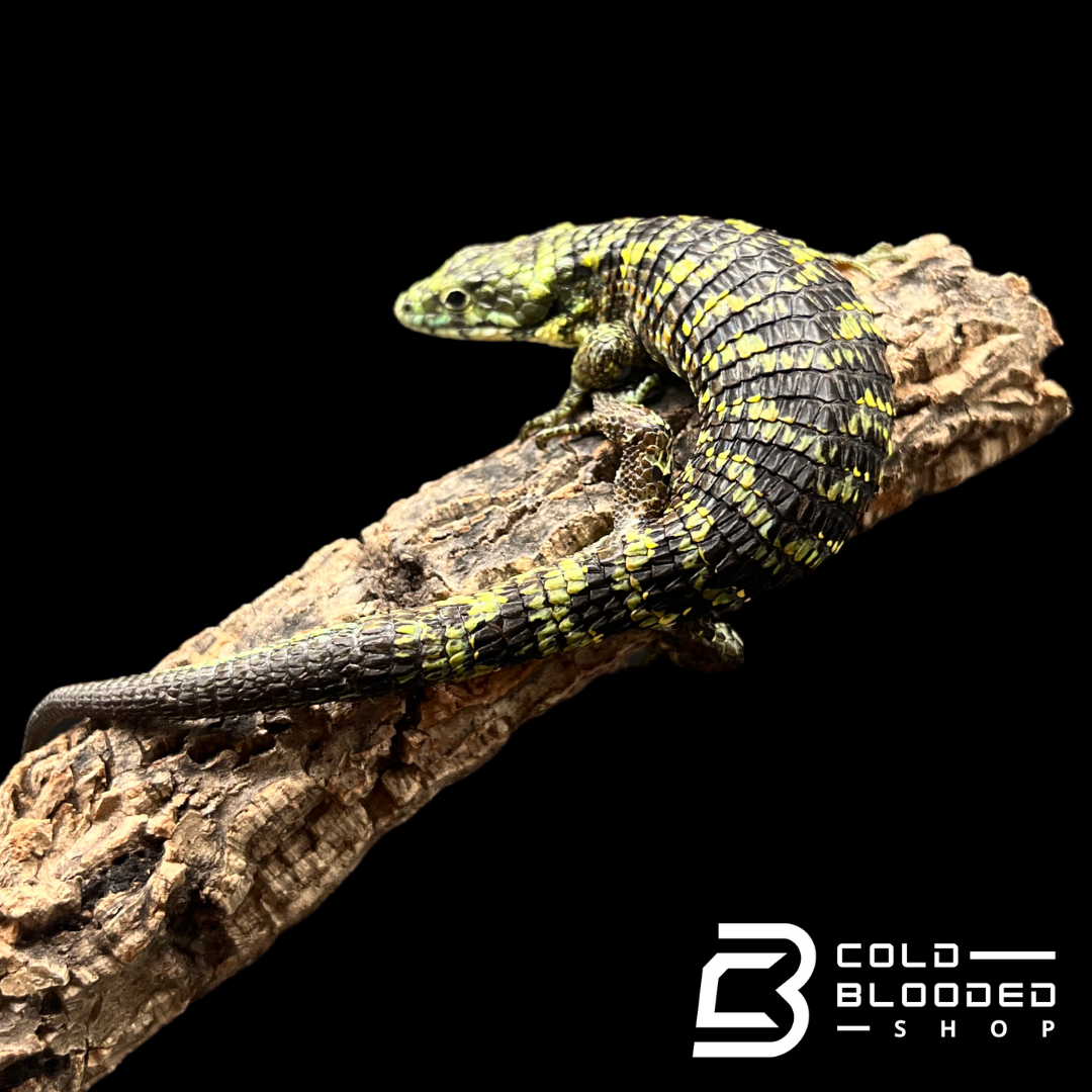 Mexican Alligator Lizard - Abronia taeniata #8