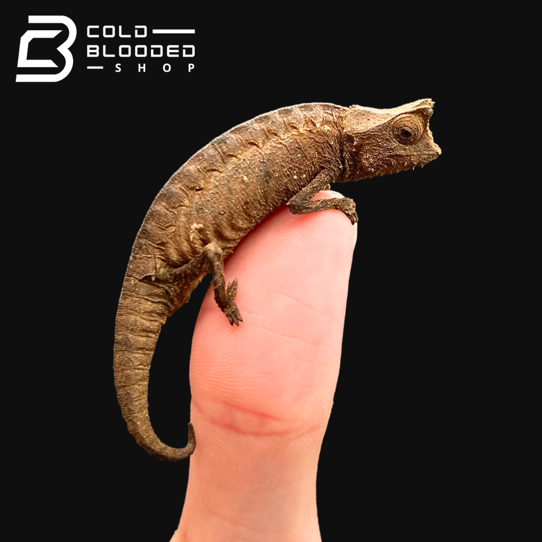 Perinet Leaf Chameleons - Brookesia therezieni - Cold Blooded Shop