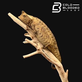 Perinet Leaf Chameleons - Brookesia therezieni - Cold Blooded Shop