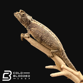 Domergue's Leaf Chameleon - Brookesia thieli - Cold Blooded Shop