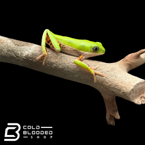 Tiger-Leg Monkey Tree Frogs - Phyllomedusa hypochondrialis