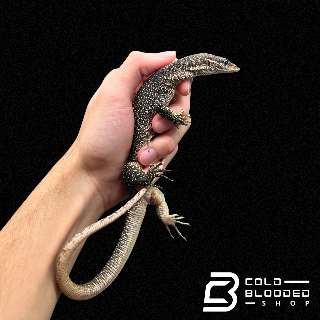 Female Timor monitor Varanus timorensis for sale