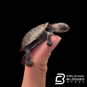 Baby Upemba Mud Turtles - Pelusios upembae