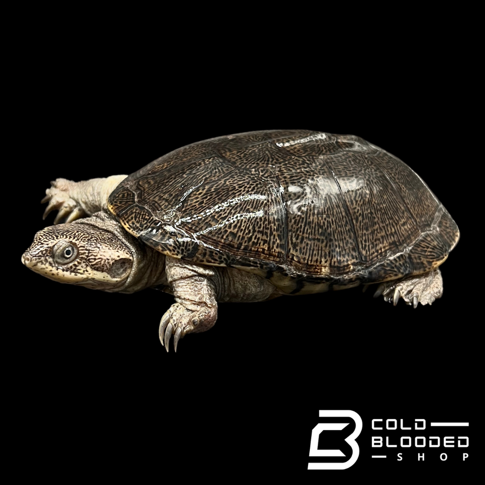 Adanson's Mud Turtles - Pelusios adansonii