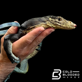 Juvenile Tri-Color Monitor - Varanus yuwonoi