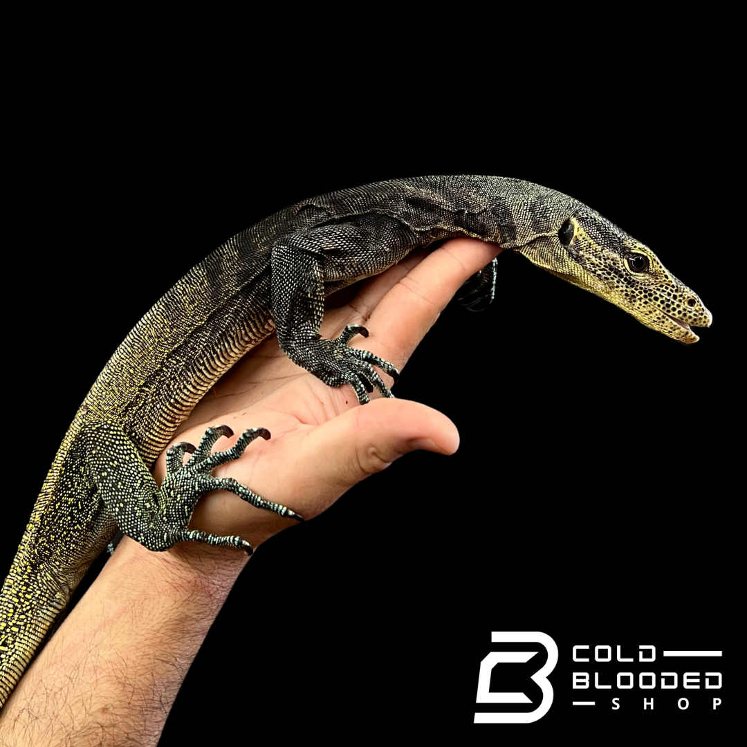 Juvenile Tri-Color Monitor - Varanus yuwonoi