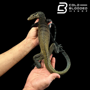 Juvenile Tri-Color Monitor - Varanus yuwonoi