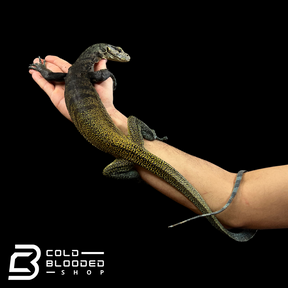 Juvenile Tri-Color Monitor - Varanus yuwonoi