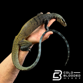 Juvenile Tri-Color Monitor - Varanus yuwonoi