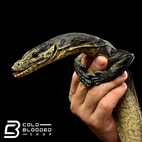 Juvenile Tri-Color Monitor - Varanus yuwonoi