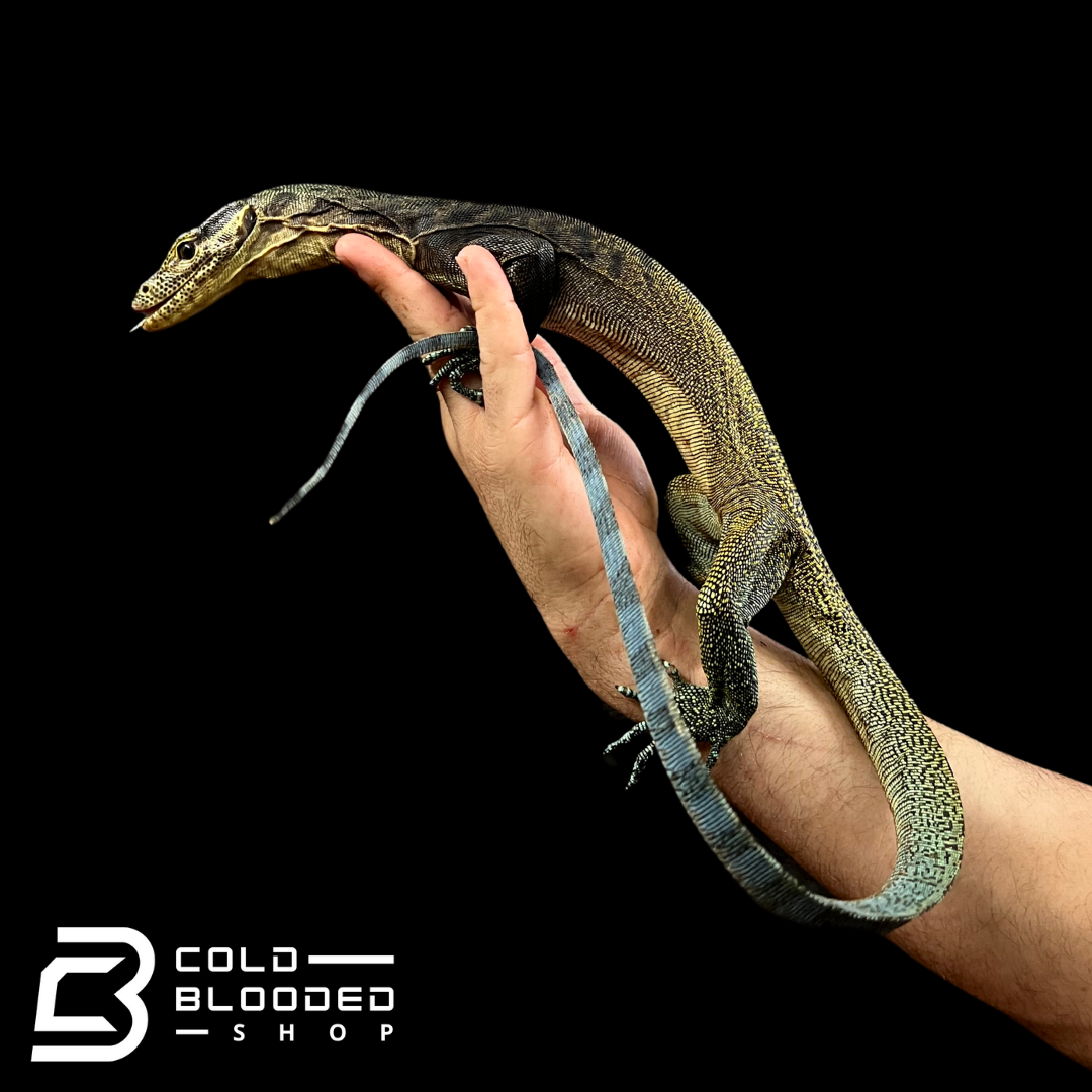 Juvenile Tri-Color Monitor - Varanus yuwonoi