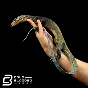 Juvenile Tri-Color Monitor - Varanus yuwonoi