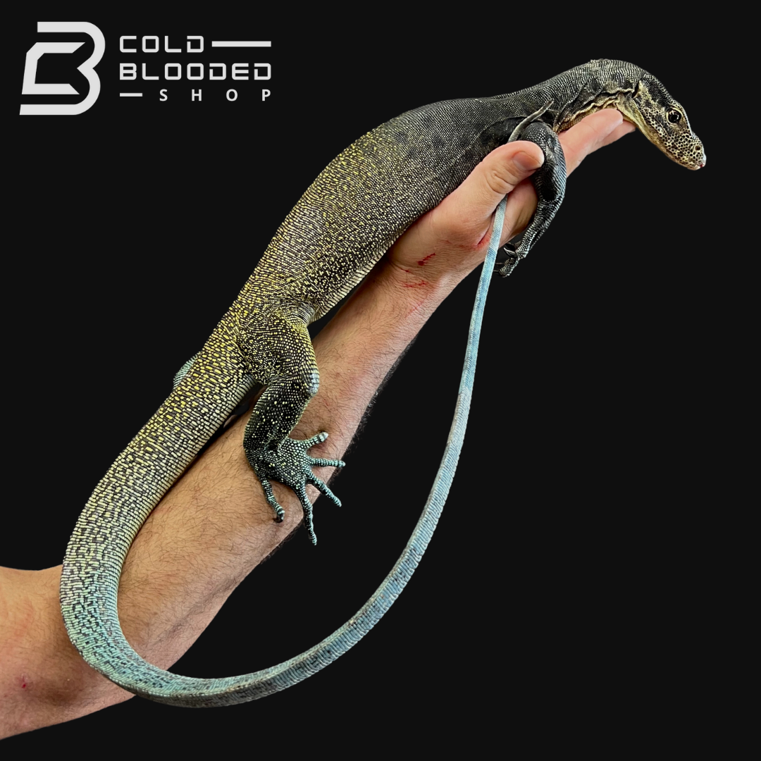 Adult Tri-Color Monitor - Varanus yuwonoi # 2 - Cold Blooded Shop