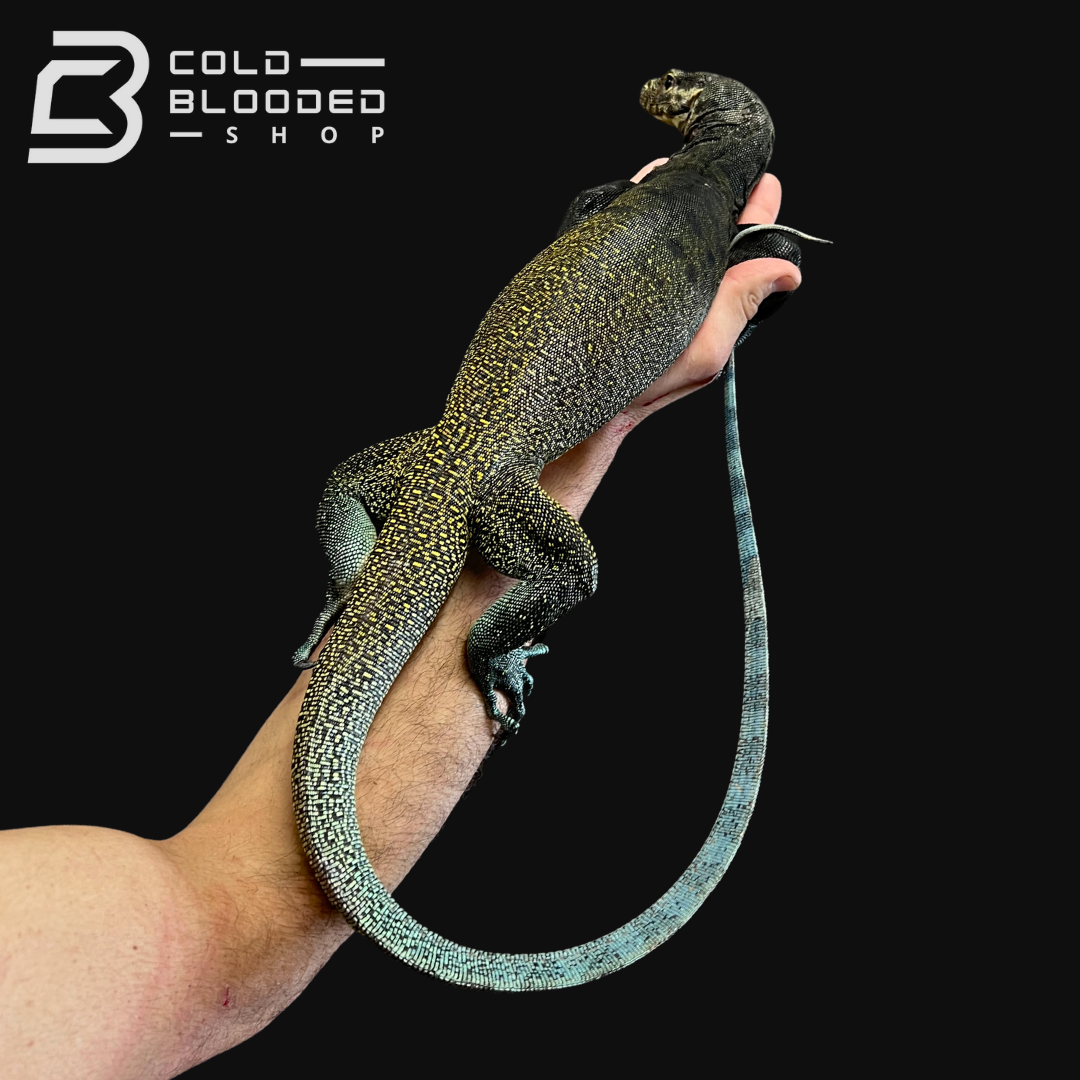 Adult Tri-Color Monitor - Varanus yuwonoi # 2 - Cold Blooded Shop