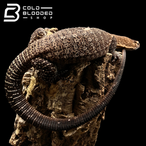 Adult Male Black-headed Monitor - Varanus tristis - Cold Blooded Shop