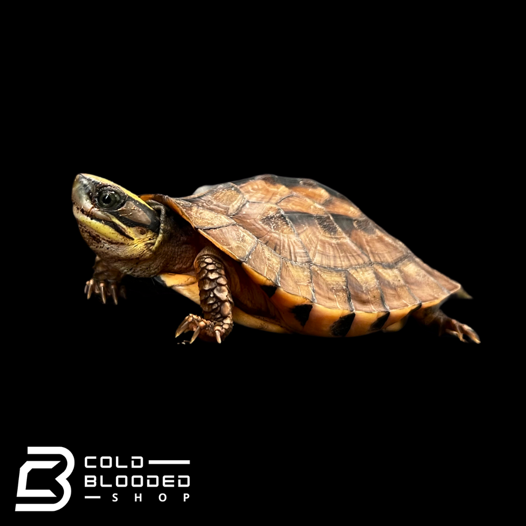 Golden Coin Turtles - Cuora trifasciata