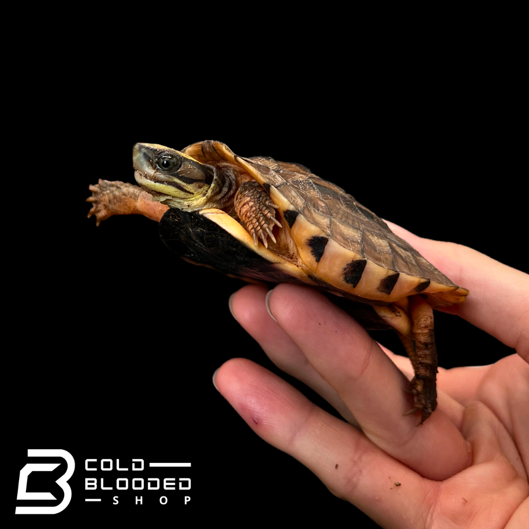 Golden Turtle Endangered These Strange Looking Turtles In Hong Kong