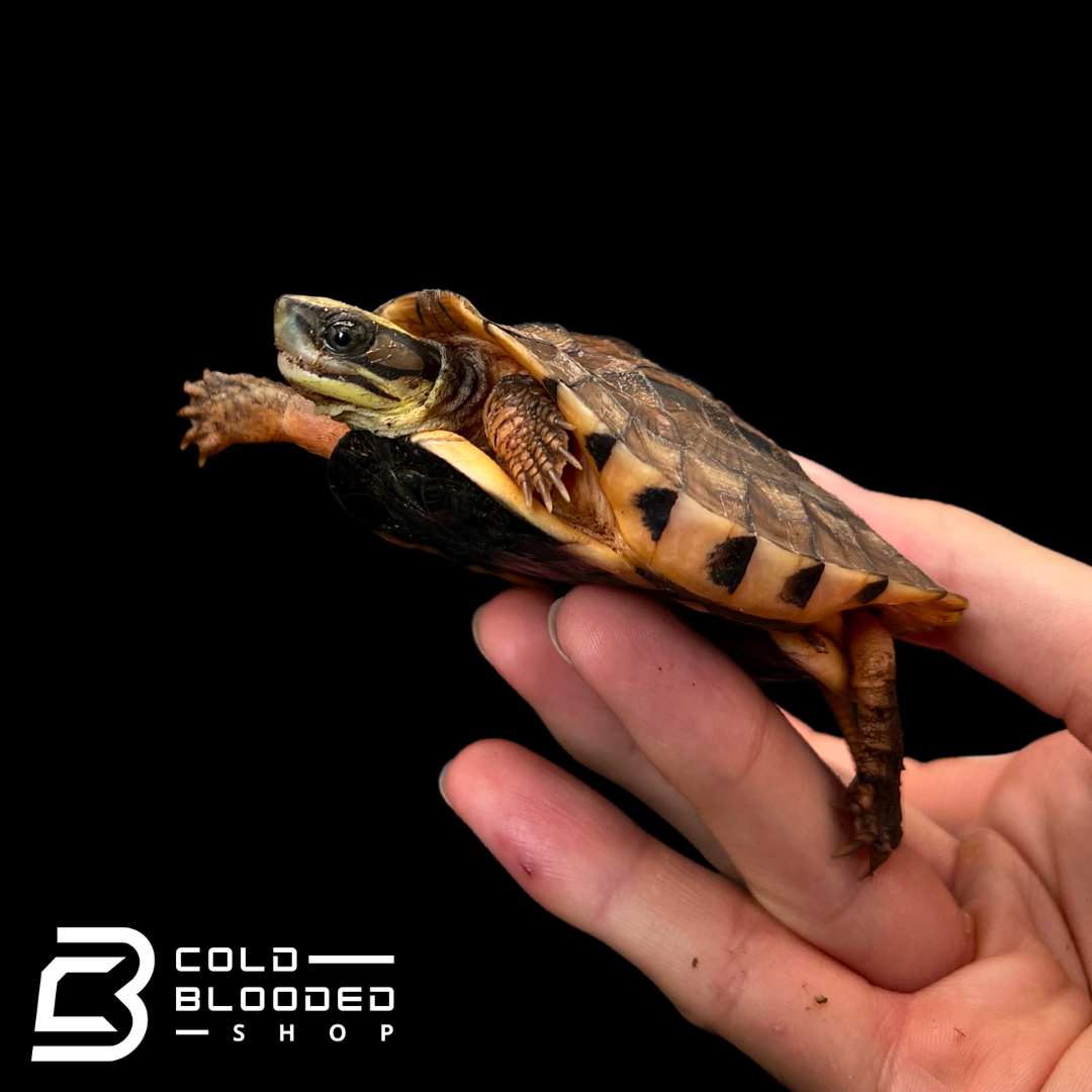 Golden Coin Turtles - Cuora trifasciata