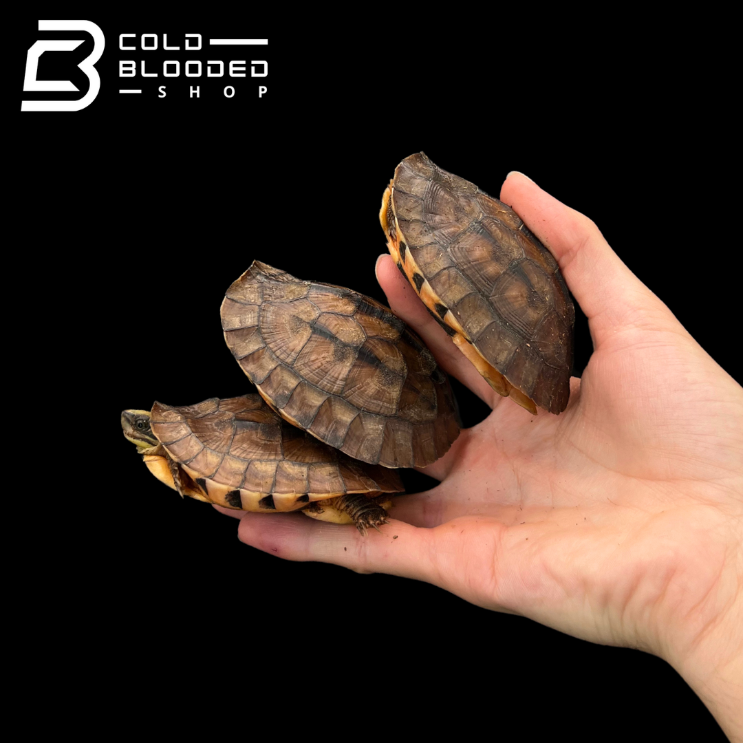 Golden Coin Turtles - Cuora trifasciata