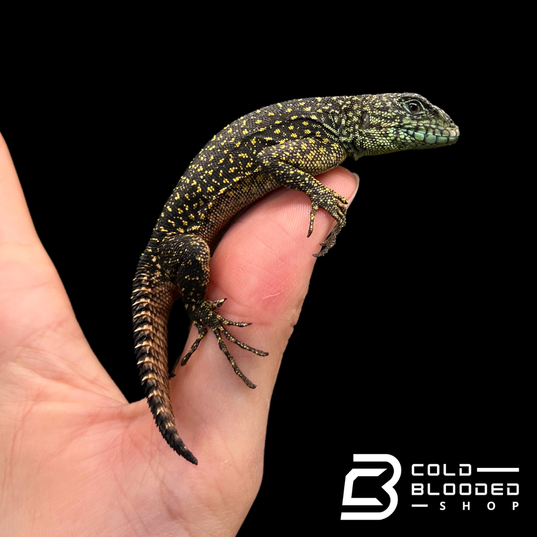 Juvenile Amazon Thorny Tail Iguanas - Uracentron flaviceps