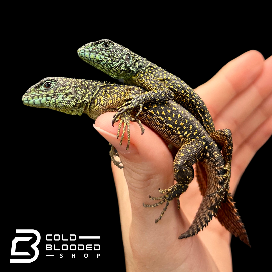 Juvenile Amazon Thorny Tail Iguanas - Uracentron flaviceps