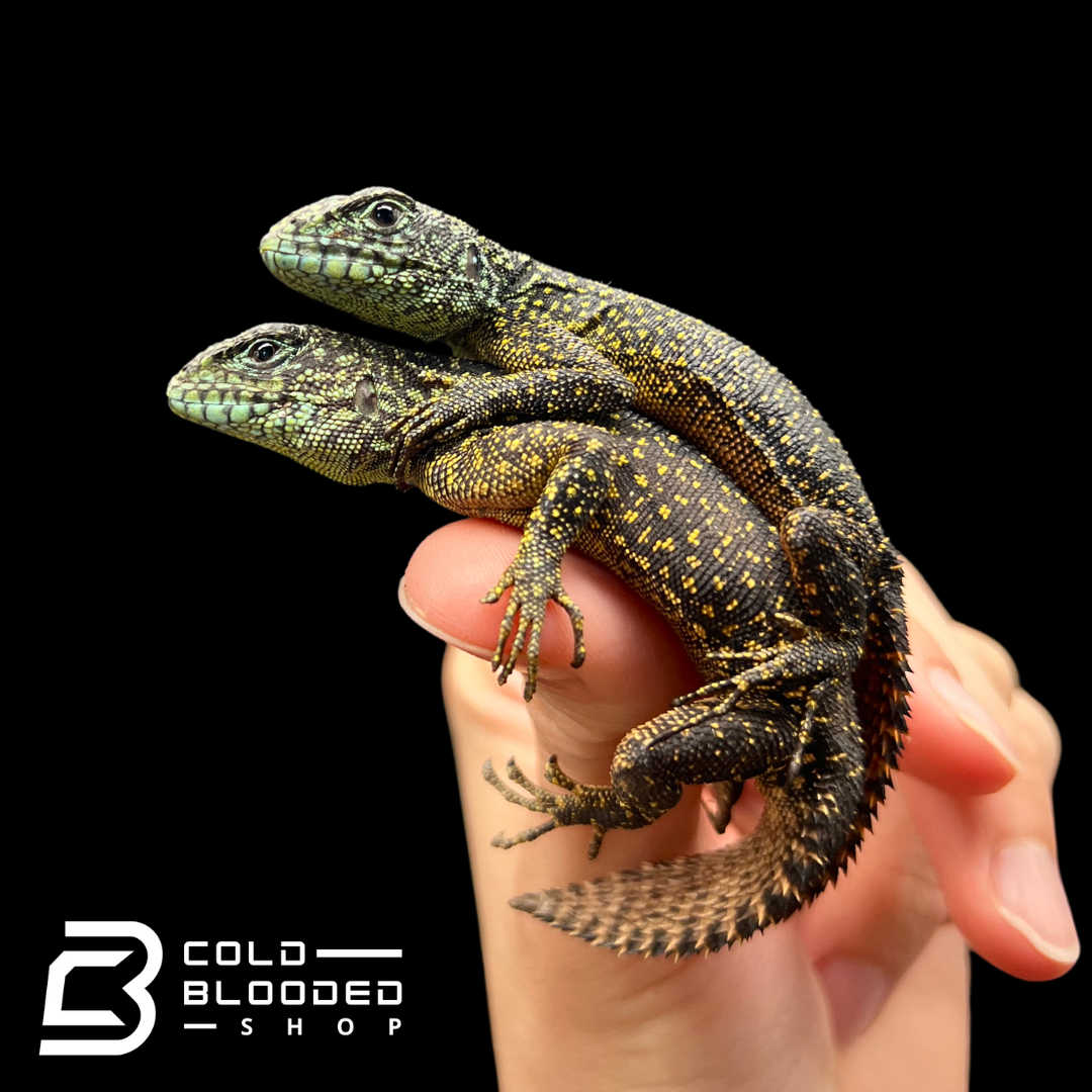 Juvenile Amazon Thorny Tail Iguanas - Uracentron flaviceps