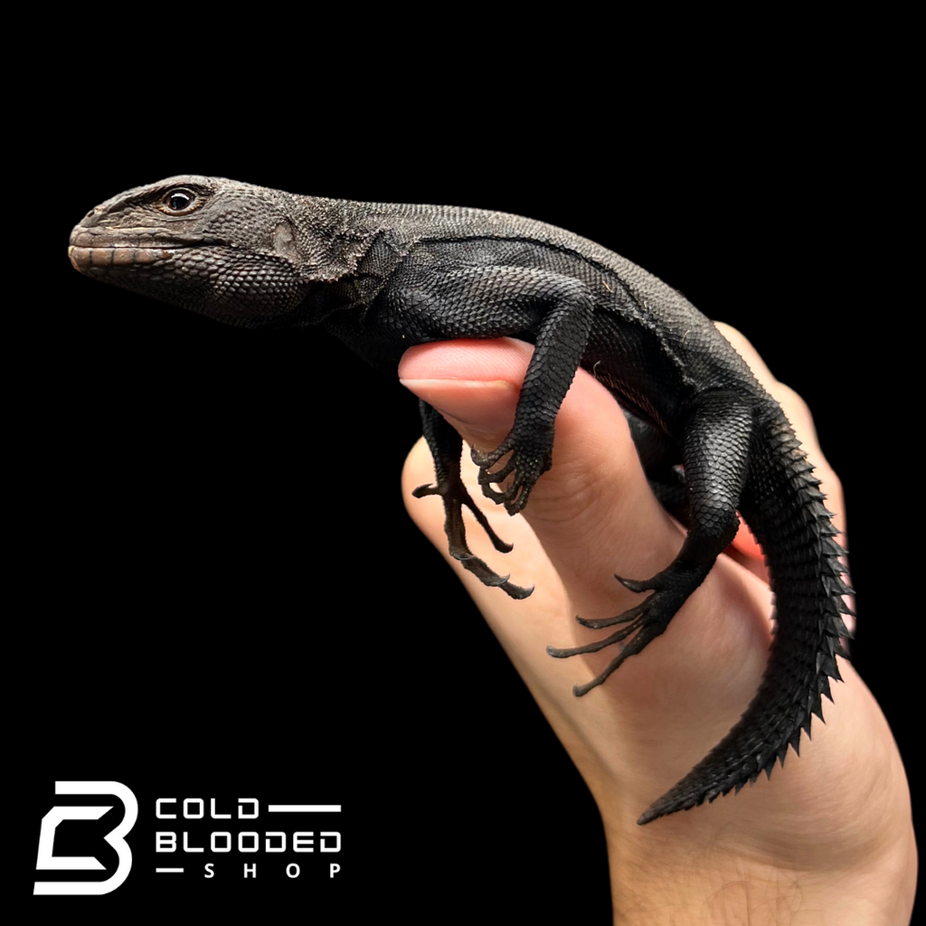 ウェア Fin-ch Floreana5-LIZARD Floreana5-LIZARD （フロリアナ