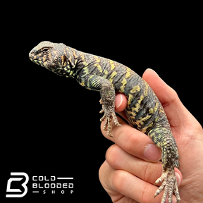 Bebé Uromastyx adornado