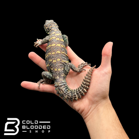 Bebé Uromastyx adornado